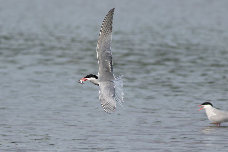 Visdief / Common Tern