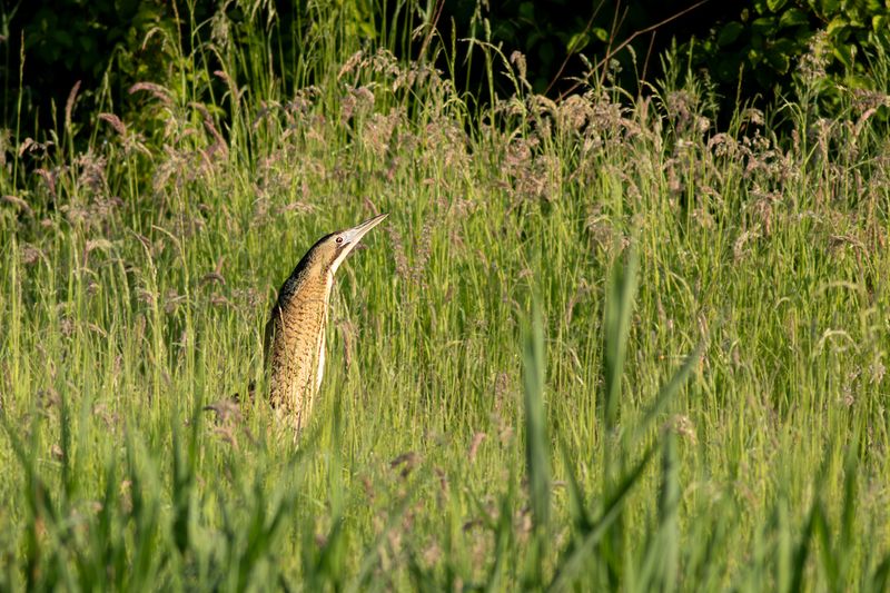 Roerdomp / Great Bittern