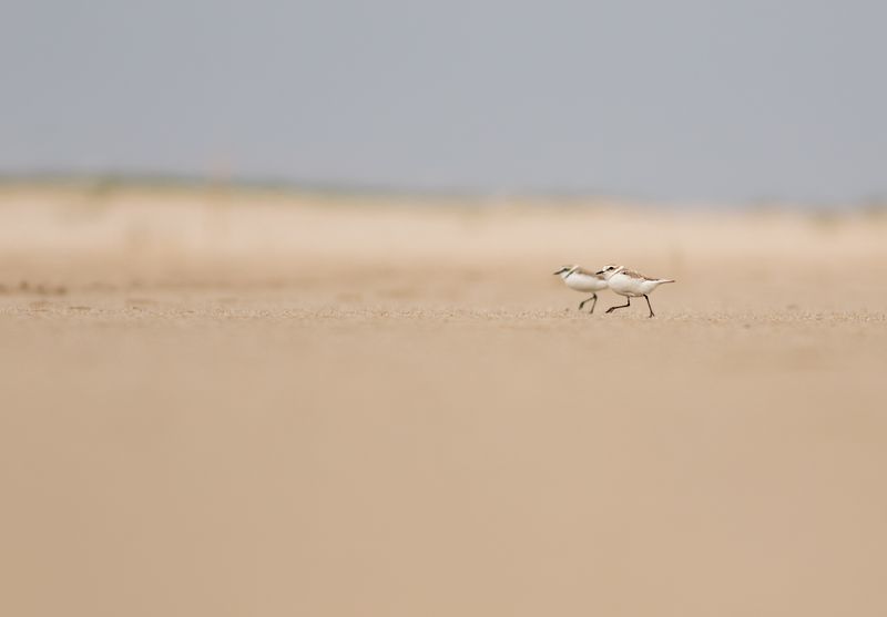 Strandplevieren / Kentish Plovers