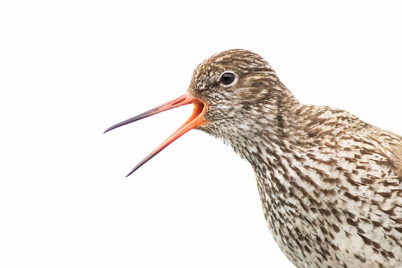 Tureluur / Common Redshank