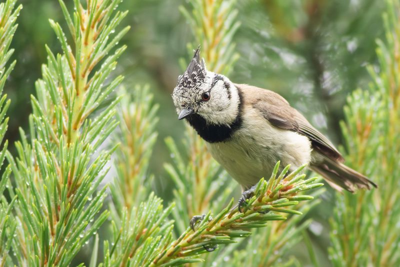 Kuifmees / Crested Tit
