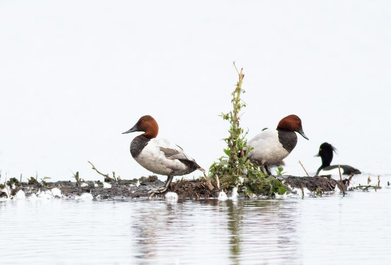 Grote Tafeleend / Canvasback