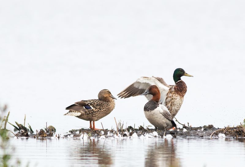 Grote Tafeleend / Canvasback