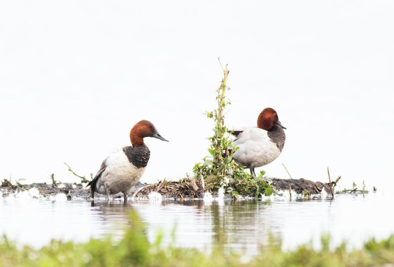 Canvasback / Grote Tafeleend