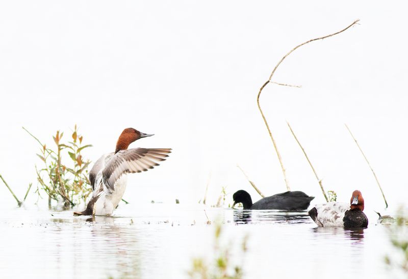 Canvasback / Grote Tafeleend