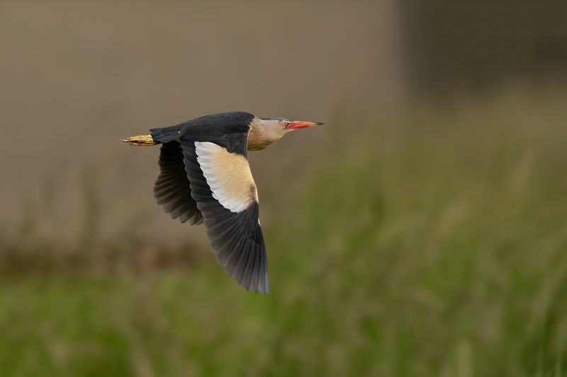 Woudaapje / Little Bittern