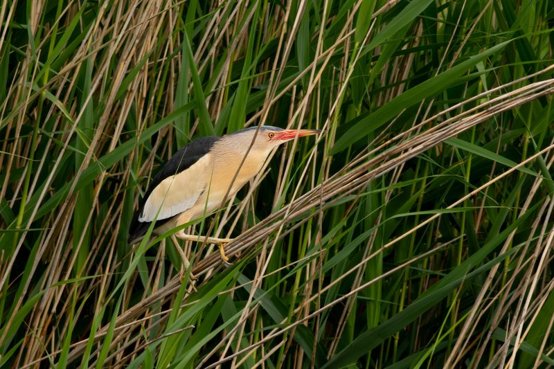 Woudaapje / Little Bittern