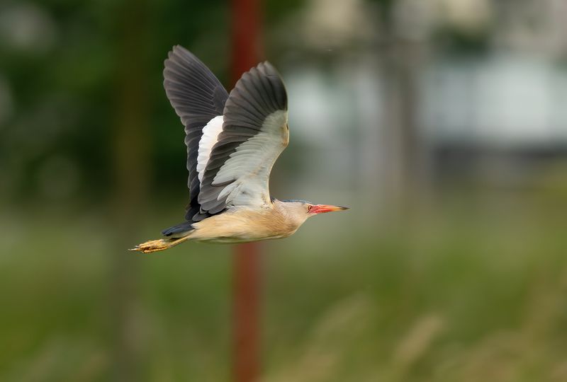 Woudaapje / Little Bittern