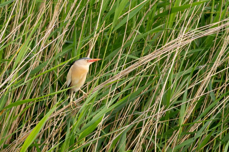 Woudaapje / Little Bittern