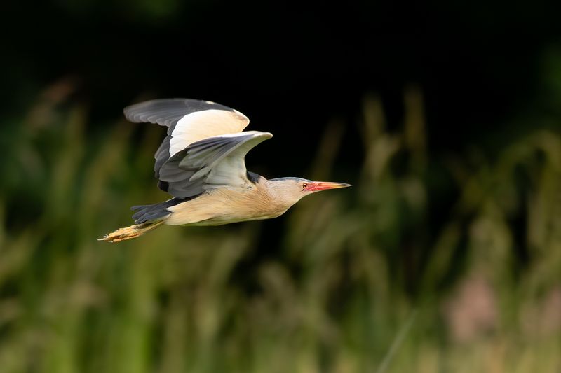Woudaapje / Little Bittern