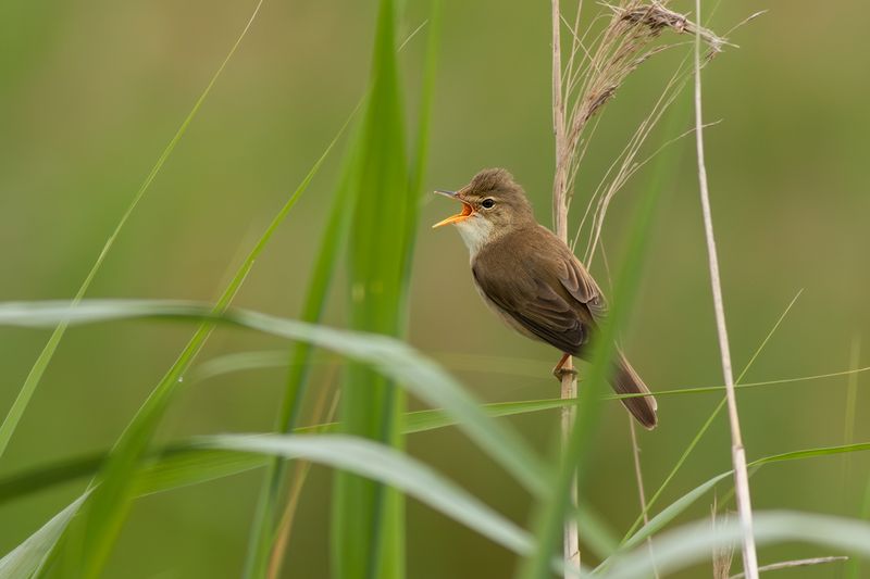 Bosrietzanger / Marsh Warbler