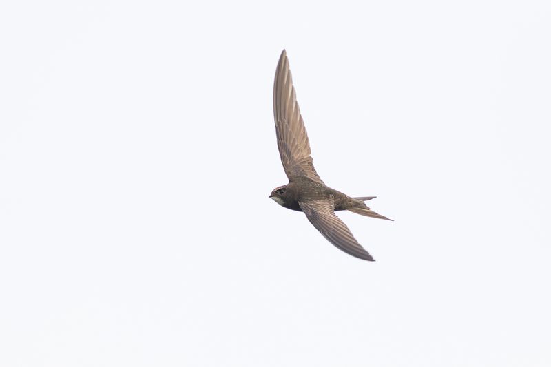 Gierzwaluw / Common Swift