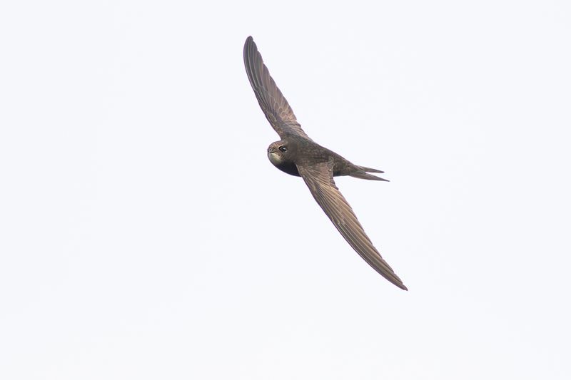Gierzwaluw / Common Swift
