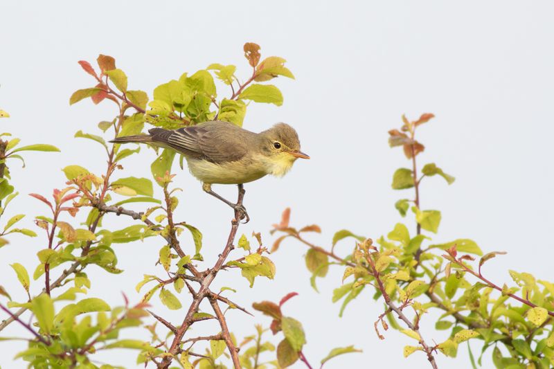 Icterine Warbler / Spotvogel