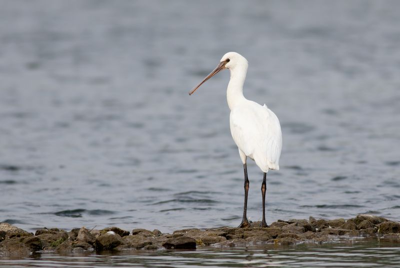 Lepelaar / Eurasian Spoonbill
