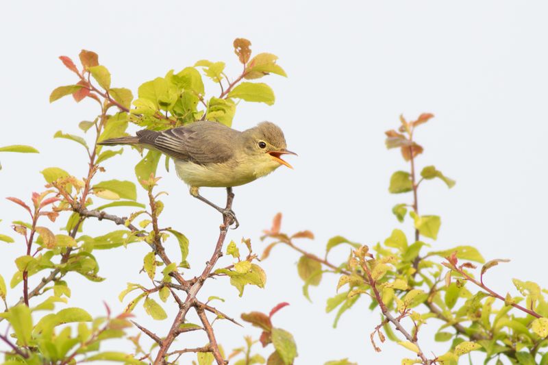 Spotvogel / Icterine Warbler