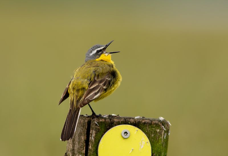 Gele Kwikstaart / Blue-headed Wagtail