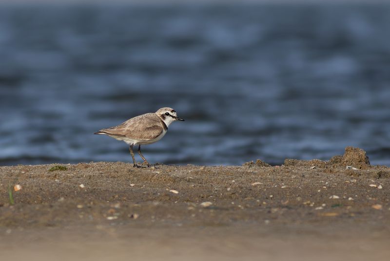 Strandplevier / Kentish Plover