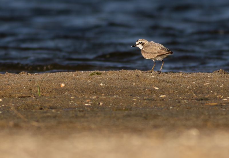Strandplevier / Kentish Plover