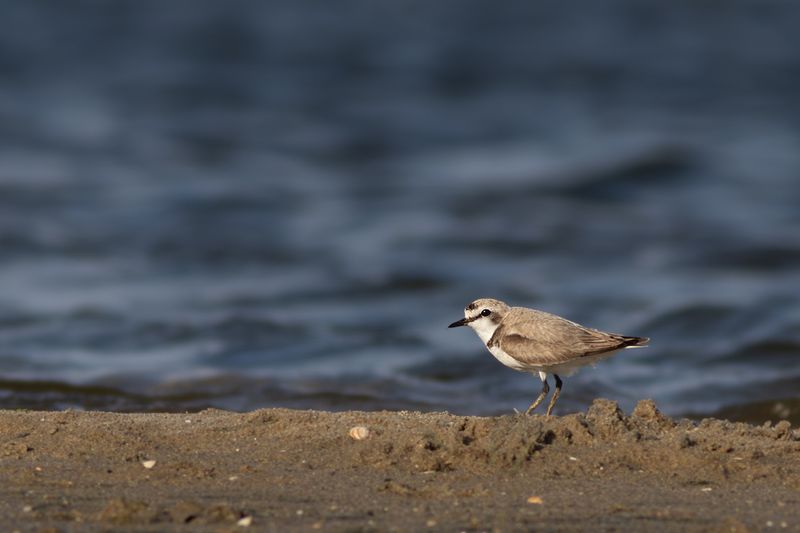 Kentish Plover / Strandplevier