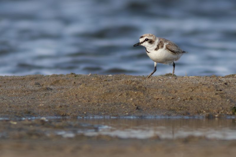 Kentish Plover / Strandplevier