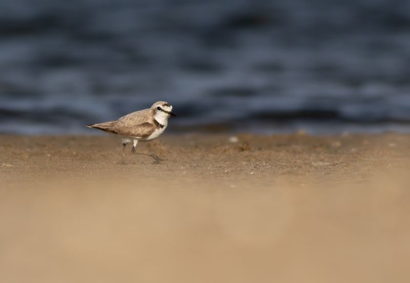 Strandplevier / Kentish Plover