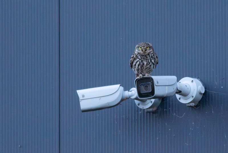 Little Owl / Steenuil