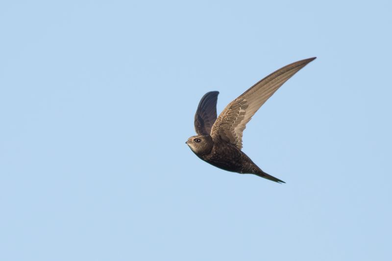 Common Swift / Gierzwaluw