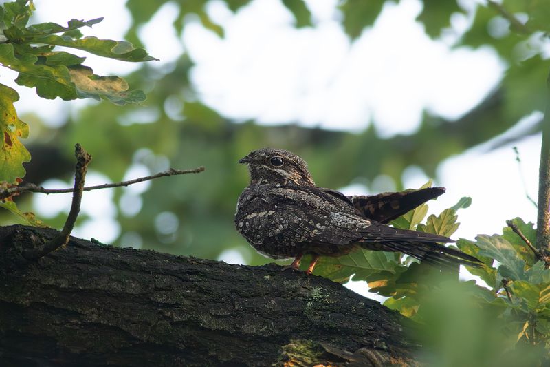 Nachtzwaluw / European Nightjar