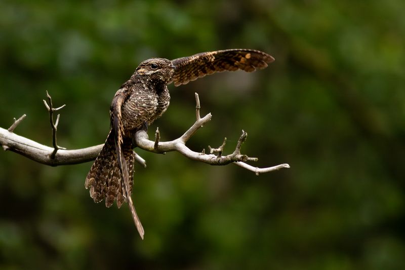 Nachtzwaluw / European Nightjar