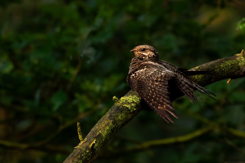 Nachtzwaluw / European Nightjar
