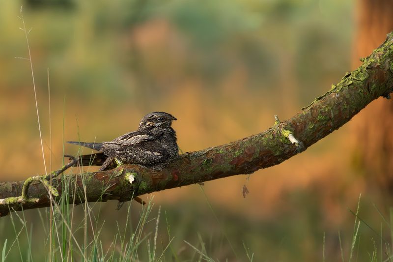 Nachtzwaluw / European Nightjar