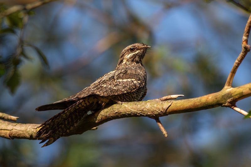 Nachtzwaluw / European Nightjar