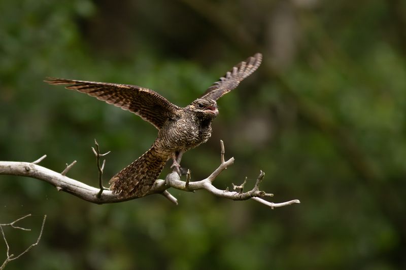 Nachtzwaluw / European Nightjar