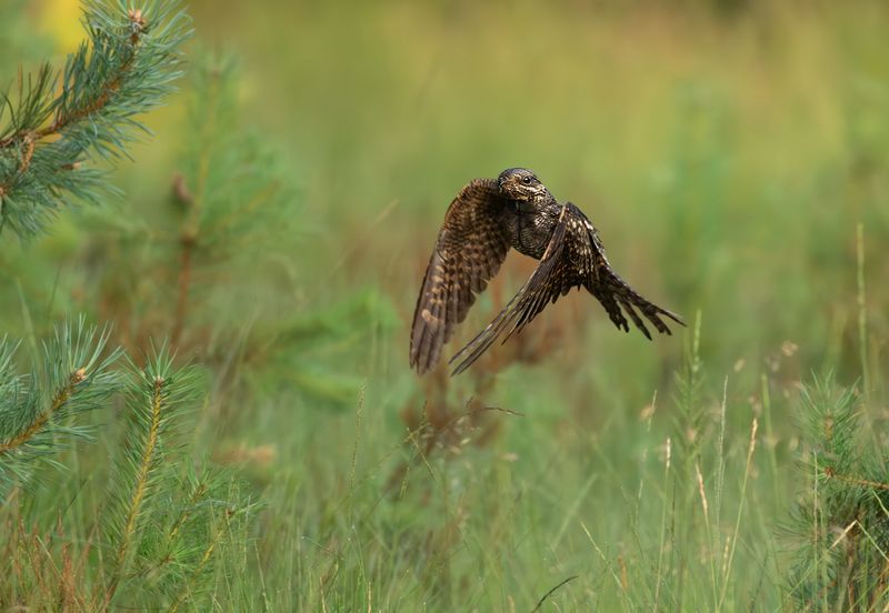 Nachtzwaluw / European Nightjar