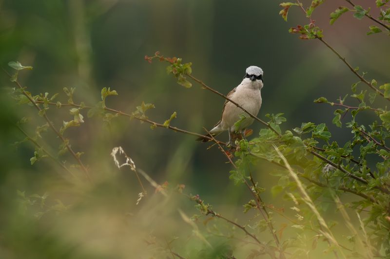 Grauwe Klauwier / Red-backed Shrike