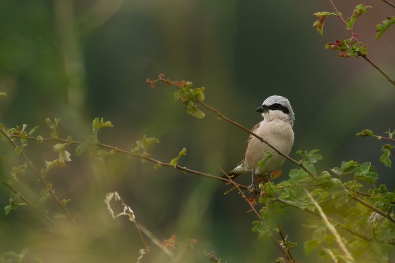 Grauwe Klauwier / Red-backed Shrike