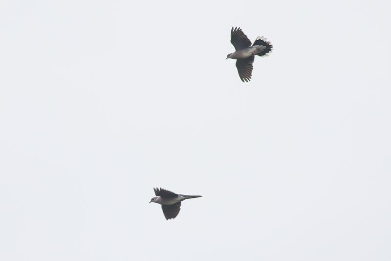 Zomertortels / Turtle Doves