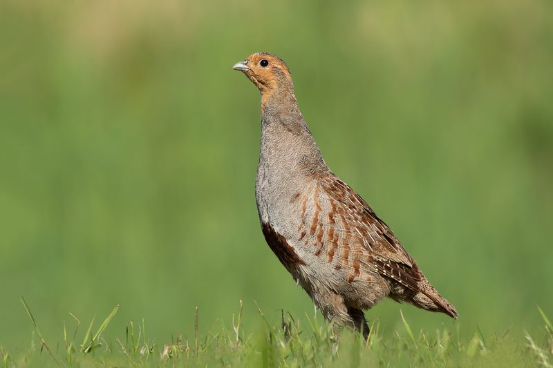 Grey Partridge / Patrijs