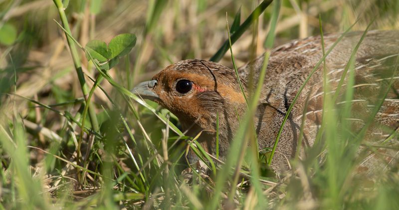 Grey Partridge / Patrijs