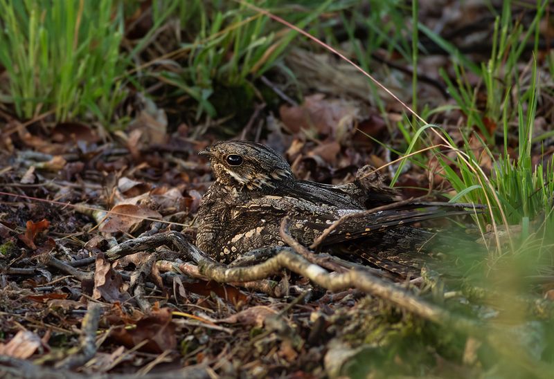 European Nightjar / Nachtzwaluw 