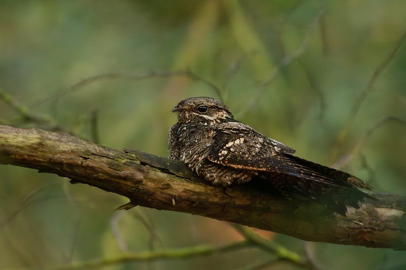 European Nightjar / Nachtzwaluw 