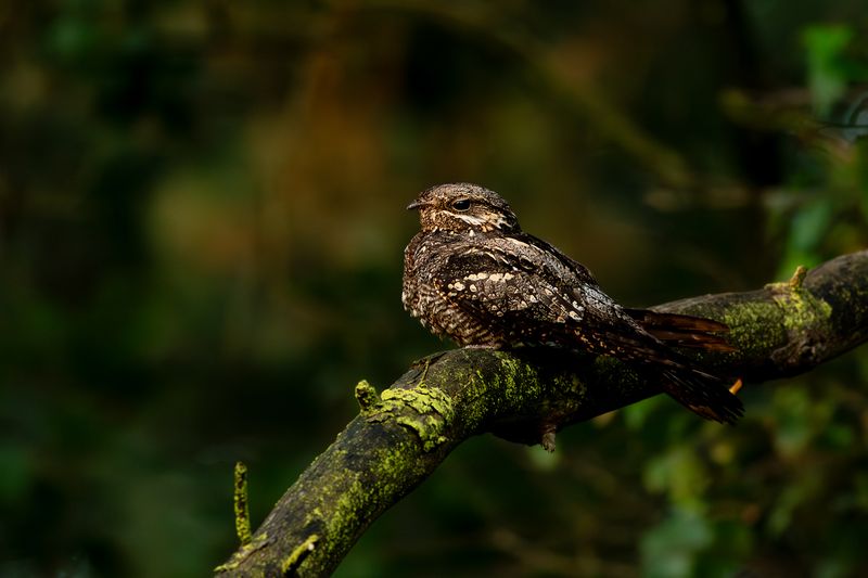 European Nightjar / Nachtzwaluw 