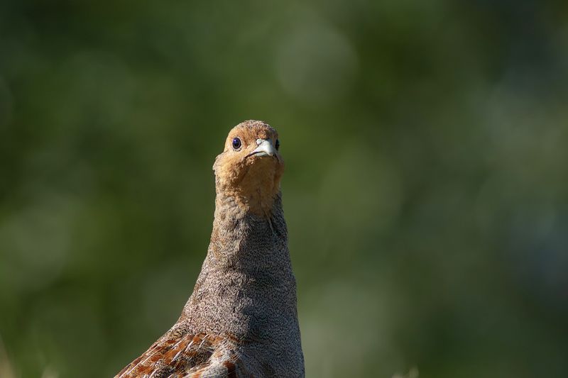 Grey Partridge / Patrijs