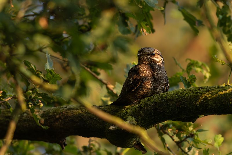 European Nightjar / Nachtzwaluw 