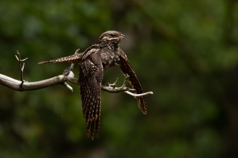 Nachtzwaluw / European Nightjar