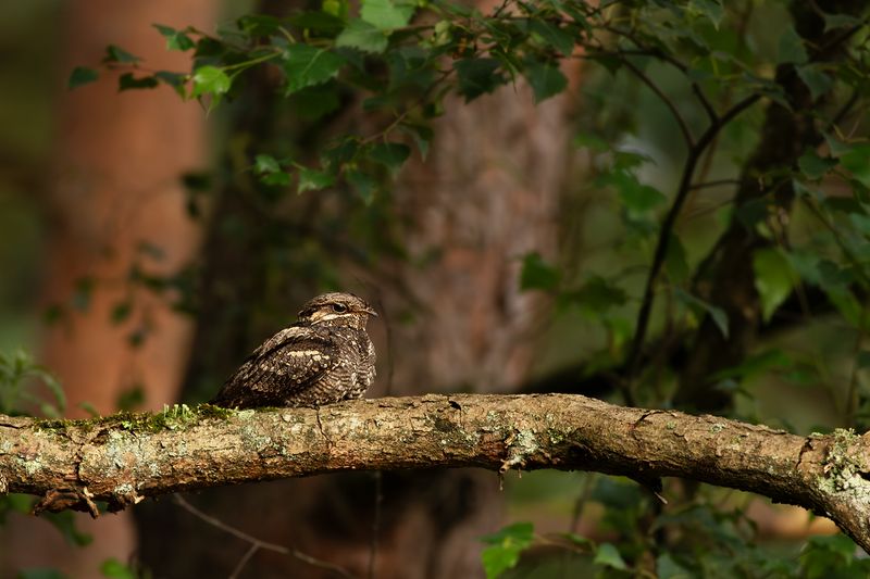 European Nightjar / Nachtzwaluw 