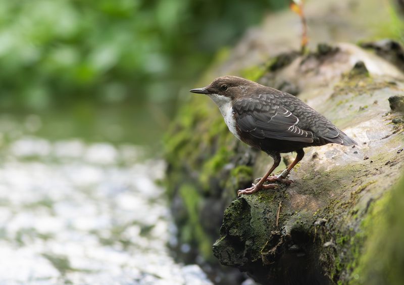 Red-bellied Dipper / Roodbuikwaterspreeuw