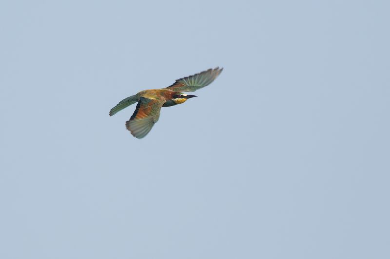 Bijeneter / European Bee-eater