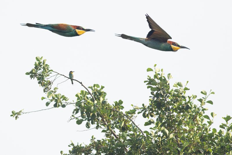Bijeneter / European Bee-eater